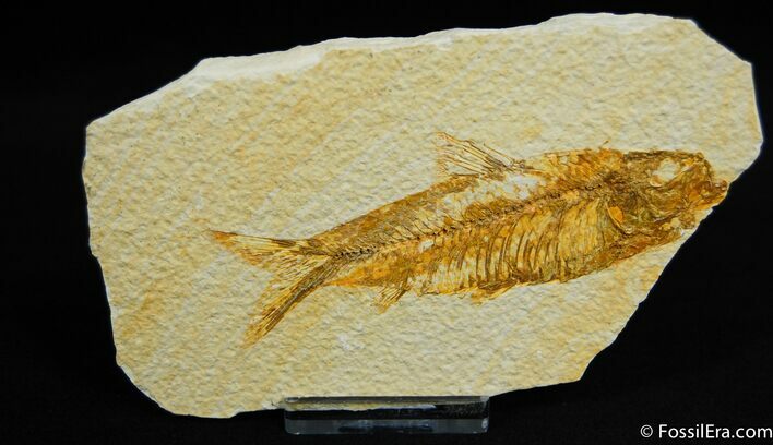 Classic Fossil Fish, Inch Knightia From WY #27